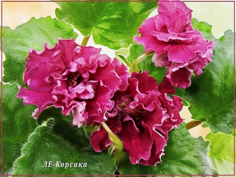Фиалка ЛЕ-Корсика 3