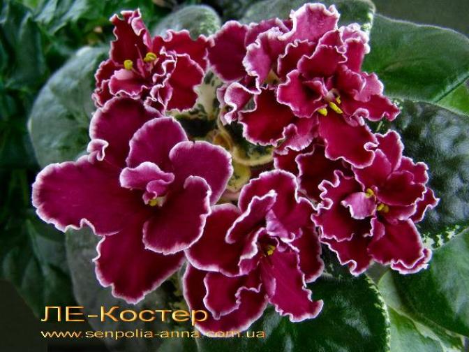 Фиалка ЛЕ-Костер 4