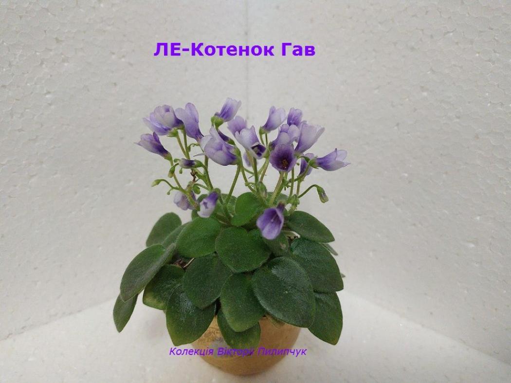 Фиалка ЛЕ-Котенок Гав 3