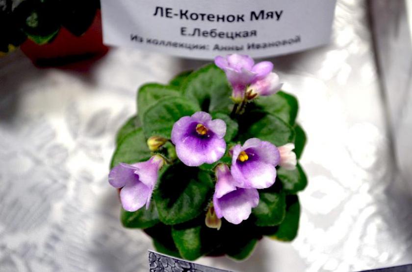 Фиалка ЛЕ-Котёнок Мяу 3