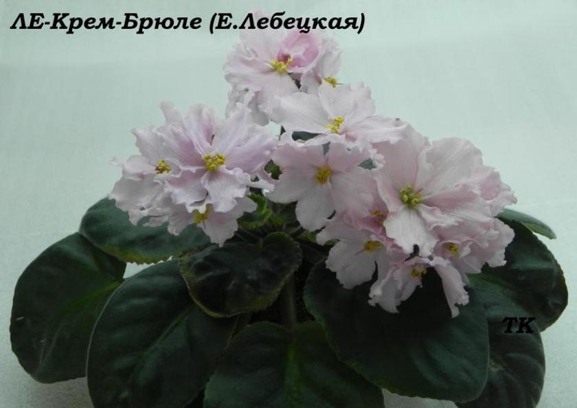 Фиалка ЛЕ-Крем Брюле 4