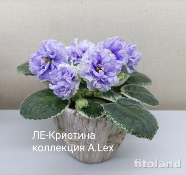 Фиалка ЛЕ-Кристина 6