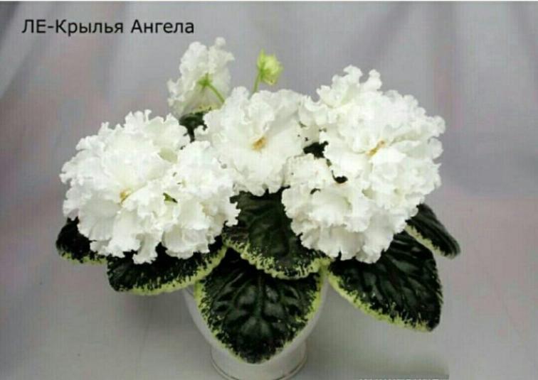 Фиалка ЛЕ-Крылья Ангела
