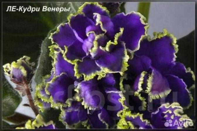 Фиалка ЛЕ-Кудри Венеры 3
