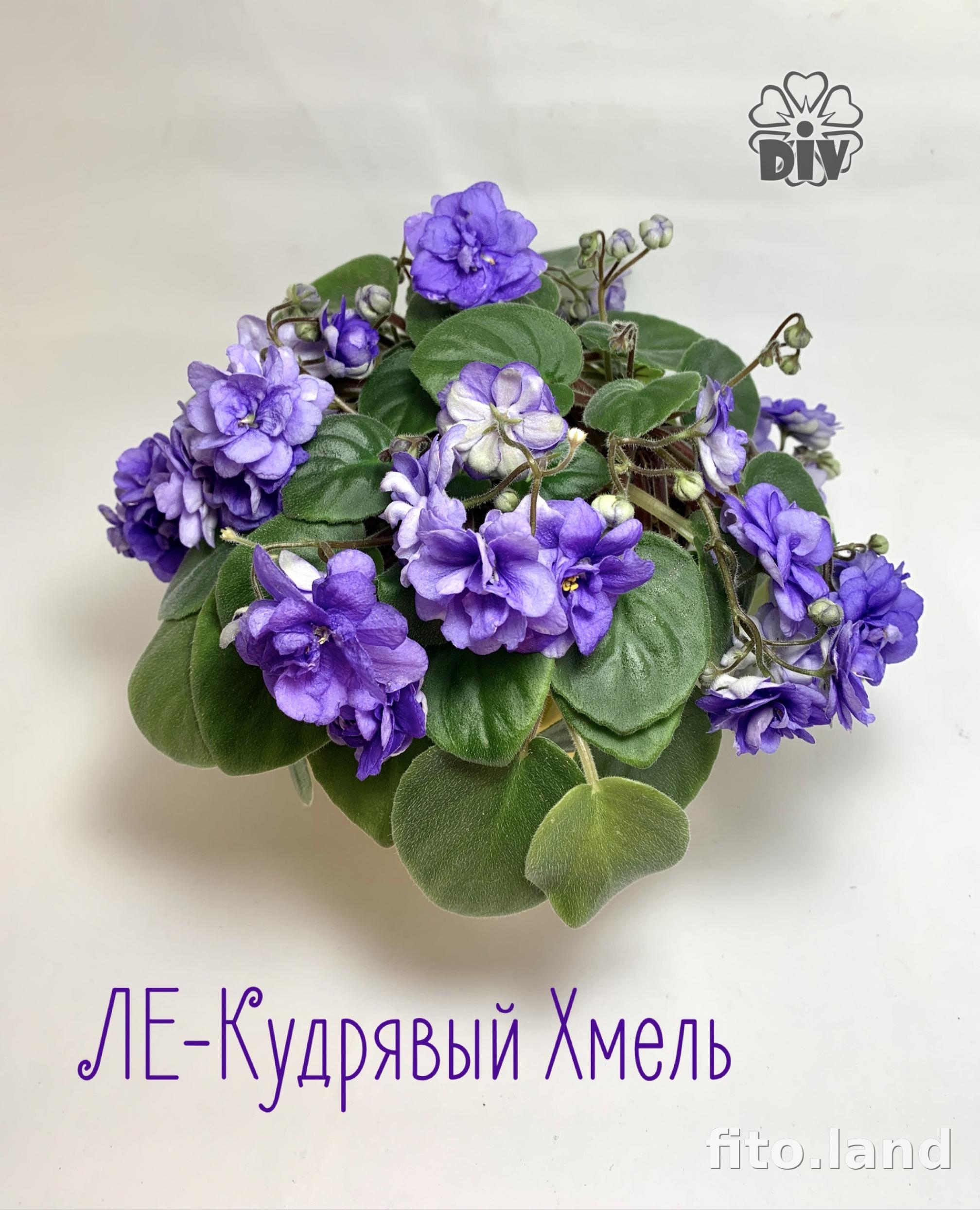 Фиалка ЛЕ-Кудрявый Хмель 4