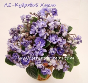 Фиалка ЛЕ-Кудрявый Хмель