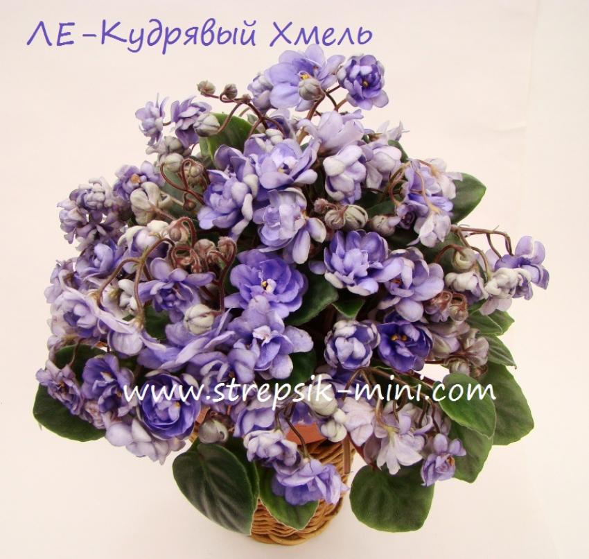 Фиалка ЛЕ-Кудрявый Хмель