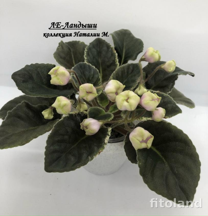Фиалка ЛЕ-Ландыши 6