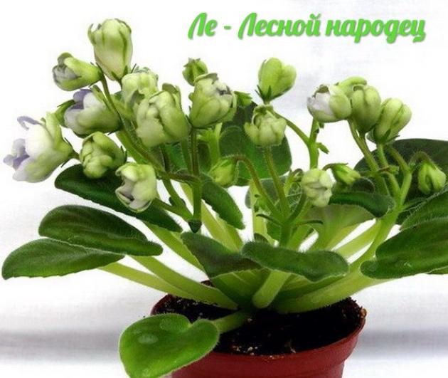 Фиалка ЛЕ-Лесной народец 2
