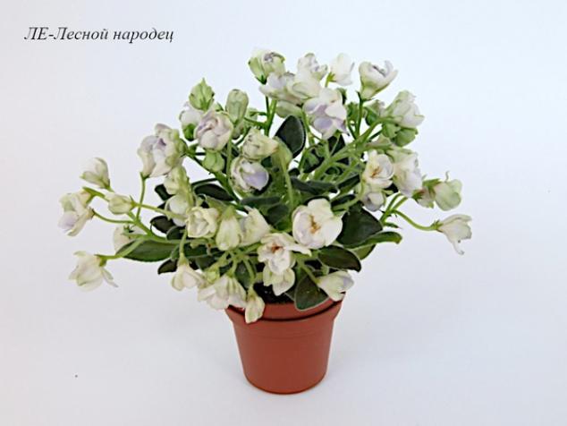 Фиалка ЛЕ-Лесной народец