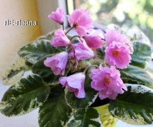 Фиалка ЛЕ-Лейла