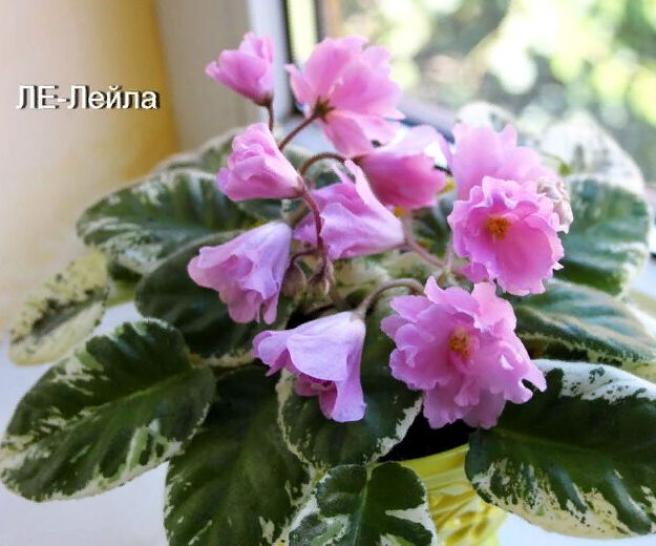 Фиалка ЛЕ-Лейла