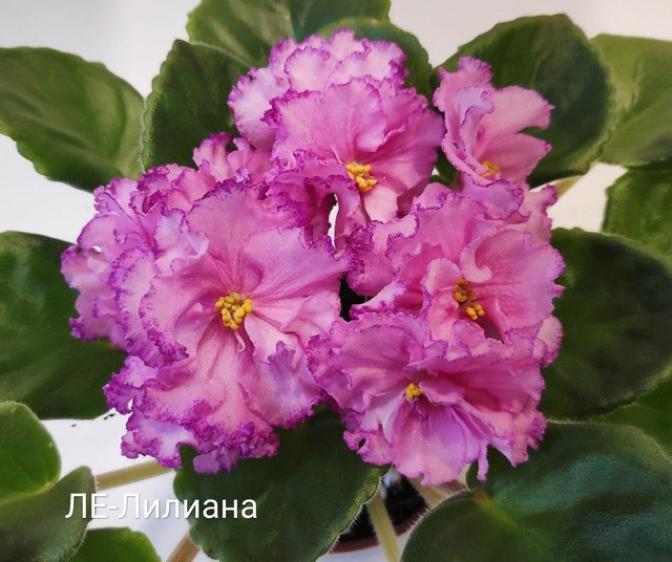 Фиалка ЛЕ-Лилиана 4
