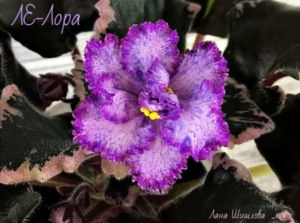 Фиалка ЛЕ-Лора
