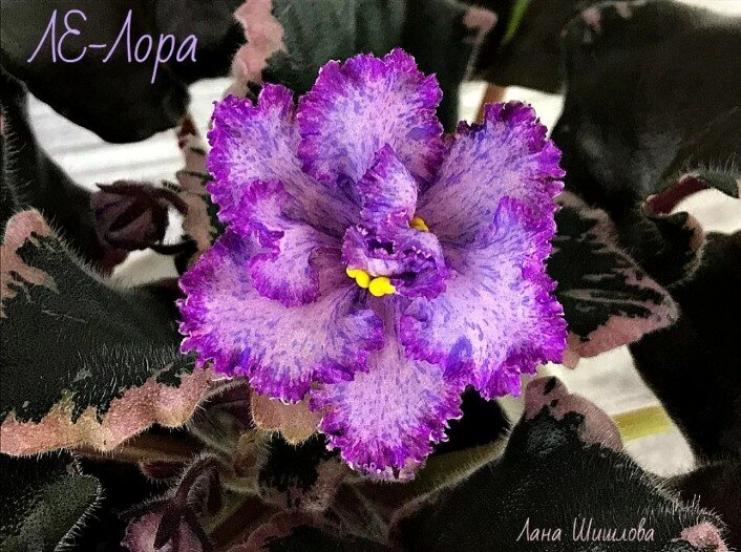 Фиалка ЛЕ-Лора