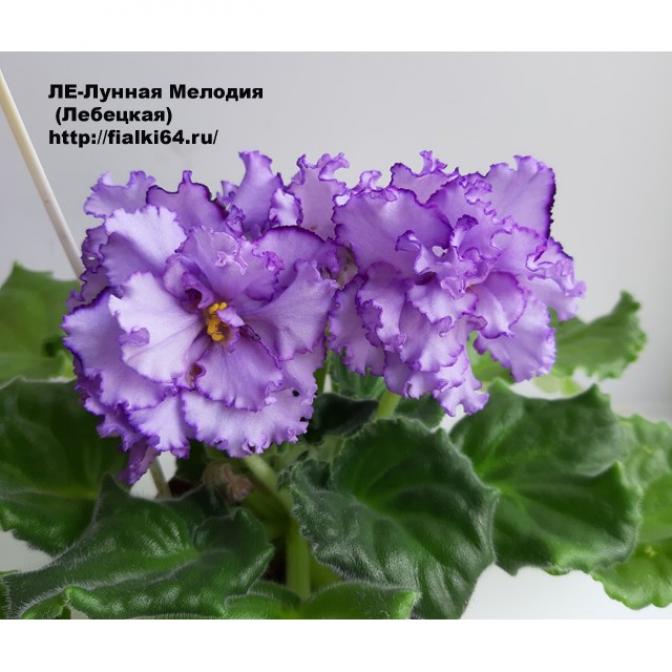 Фиалка ЛЕ-Лунная Мелодия 2