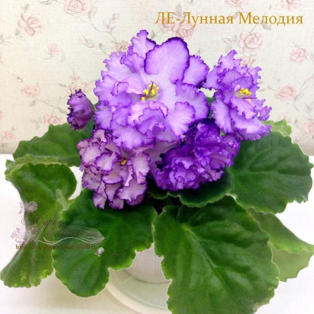 Фиалка ЛЕ-Лунная Мелодия 4