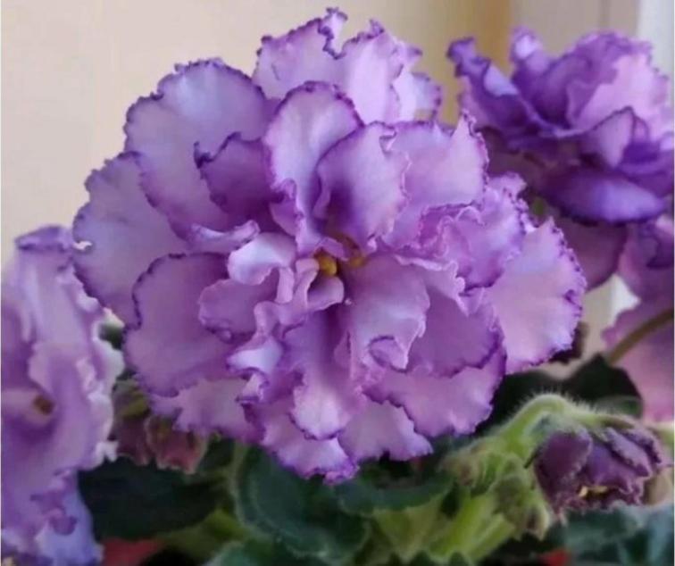 Фиалка ЛЕ-Лунная Мелодия 7