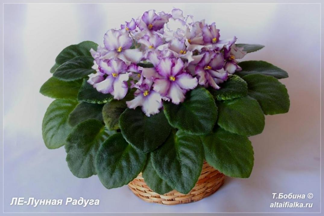 Фиалка ЛЕ-Лунная радуга 4