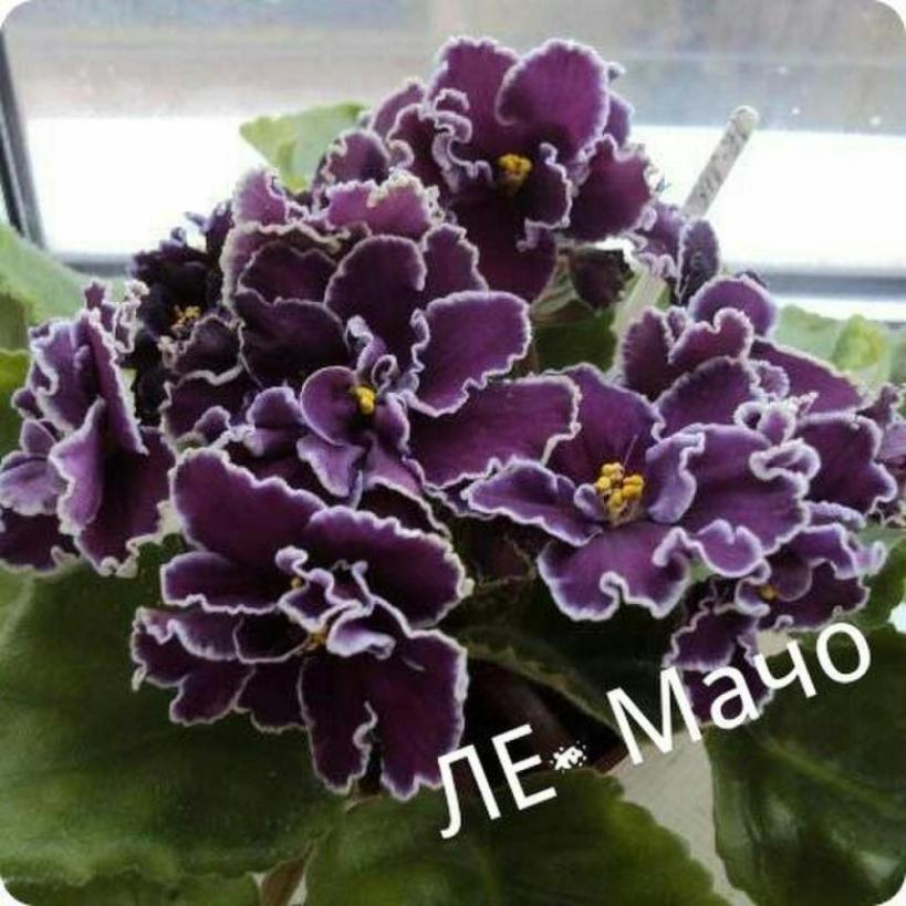 Фиалка ЛЕ-Мачо 5