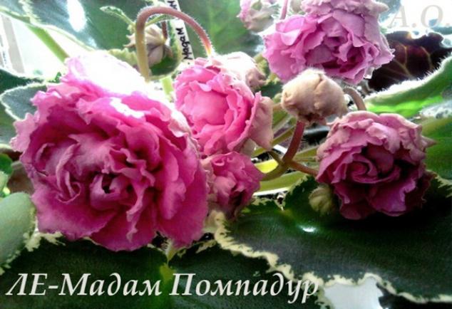 Фиалка ЛЕ-Мадам Помпадур 4