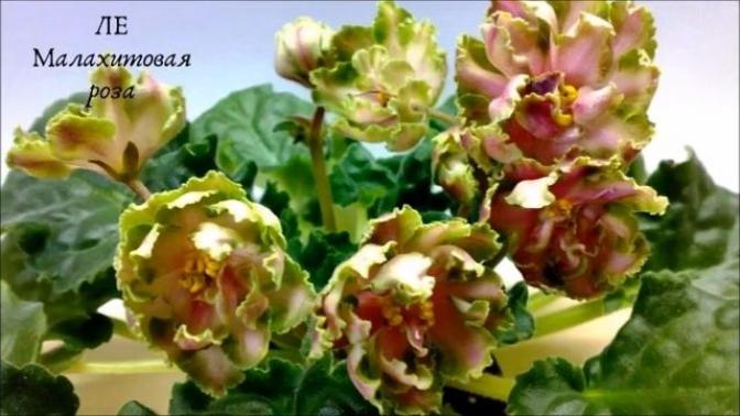 Фиалка ЛЕ-Малахитовая роза 5