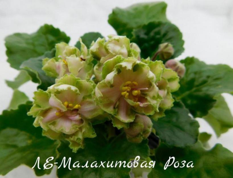 Фиалка ЛЕ-Малахитовая роза 7