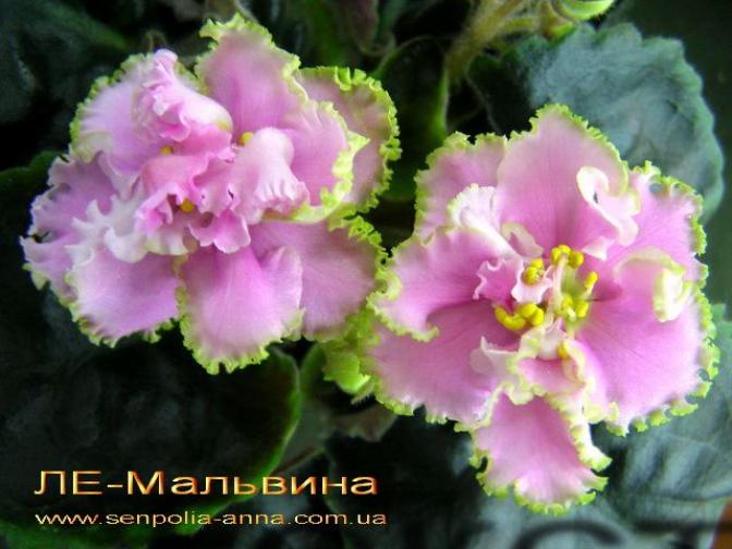 Фиалка ЛЕ-Мальвина 3