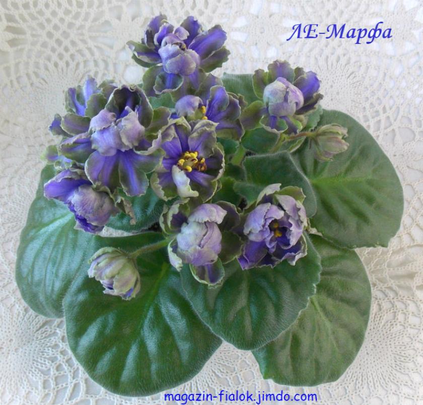 Фиалка ЛЕ-Марфа 6