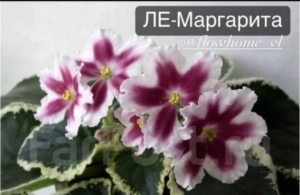 Фиалка ЛЕ-Маргарита