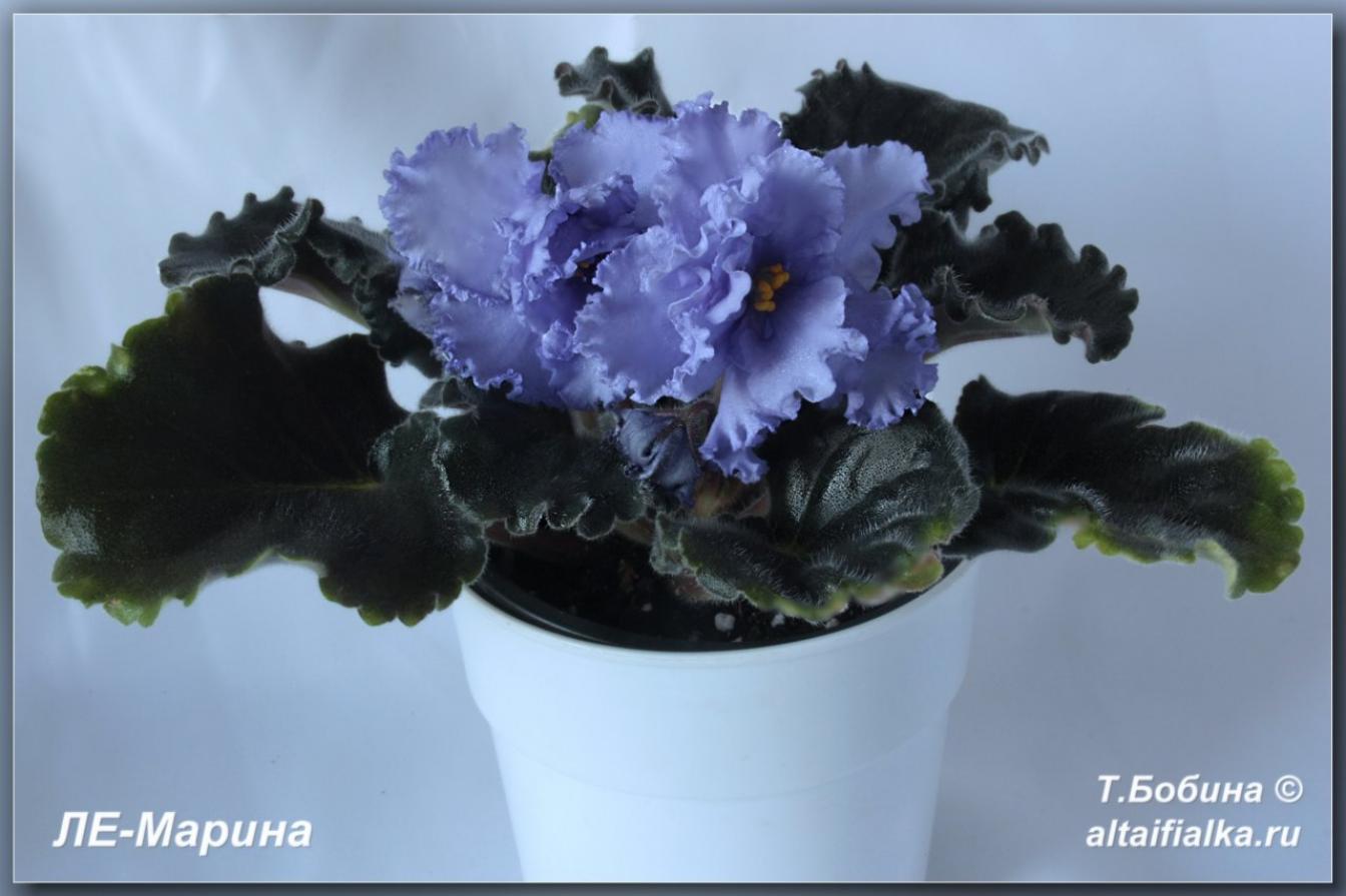 Фиалка ЛЕ-Марина 4