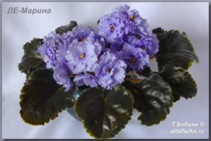 Фиалка ЛЕ-Марина