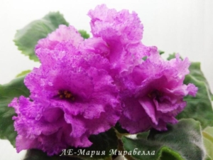 Фиалка ЛЕ-Мария Мирабелла