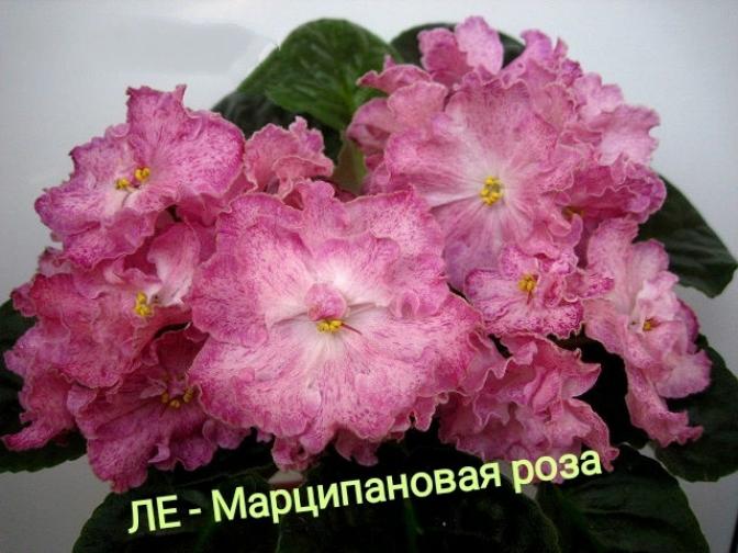 Фиалка ЛЕ-Марципановая роза 3