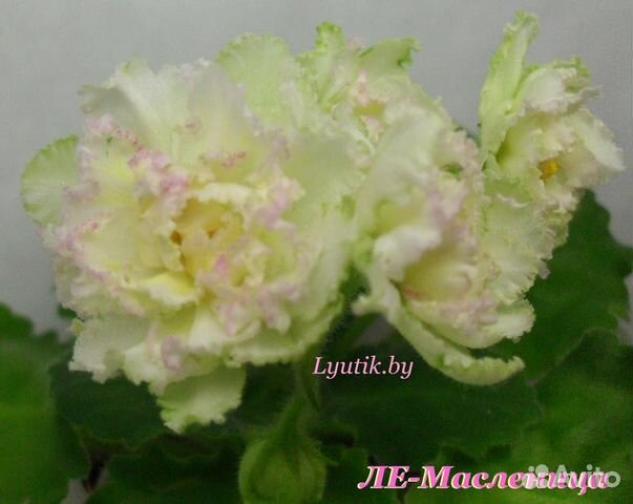 Фиалка ЛЕ-Масленица 3