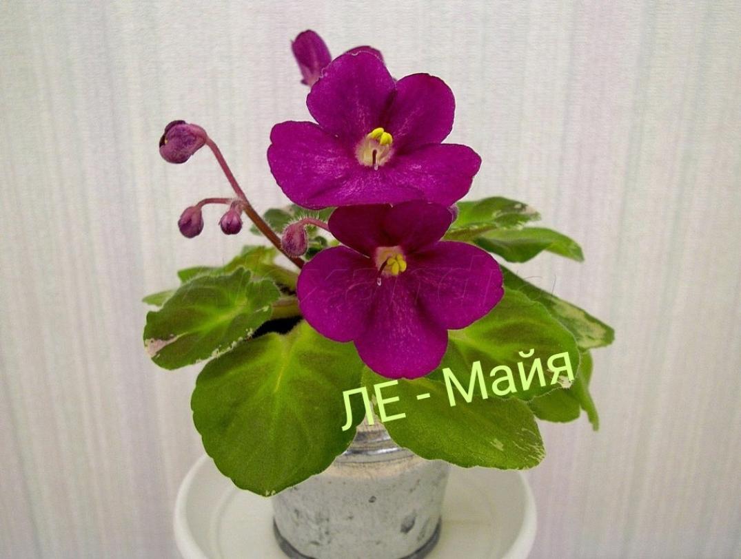 Фиалка ЛЕ-Майя 2
