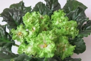 Фиалка ЛЕ-Медный всадник