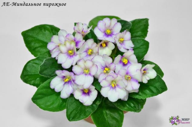 Фиалка ЛЕ-Миндальное Пирожное 3