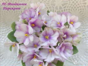 Фиалка ЛЕ-Миндальное Пирожное