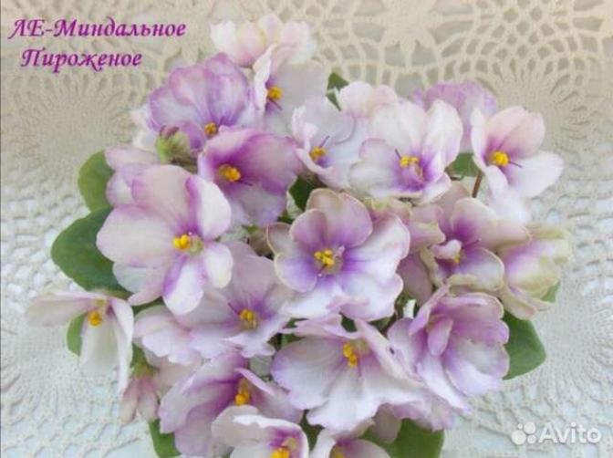 Фиалка ЛЕ-Миндальное Пирожное