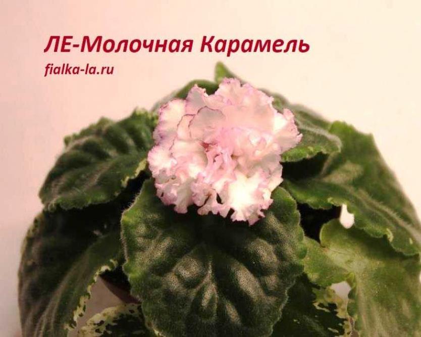 Фиалка ЛЕ-Молочная карамель 4