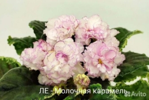 Фиалка ЛЕ-Молочная карамель