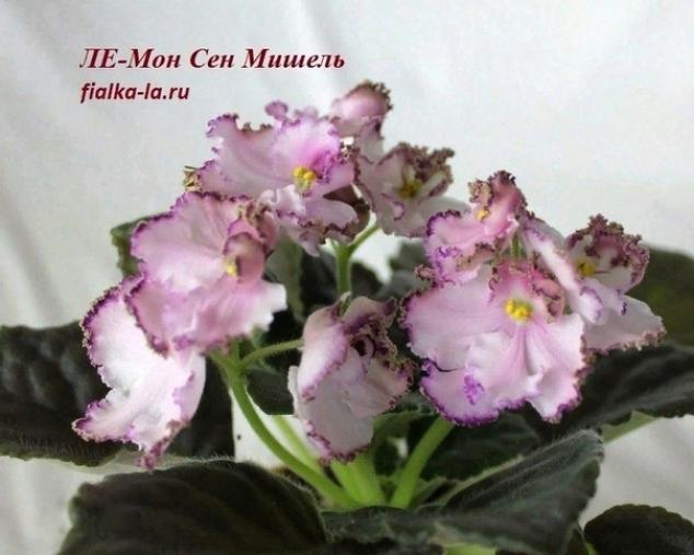 Фиалка ЛЕ-Мон-Сен-Мишель 6