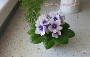 Фиалка ЛЕ-Мятная прохлада