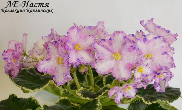 Фиалка ЛЕ-Настя 3