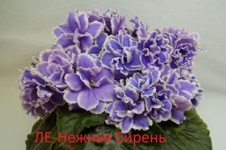 Фиалка ЛЕ-Нежная сирень 3