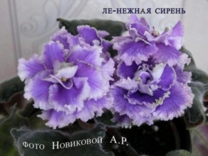 Фиалка ЛЕ-Нежная сирень