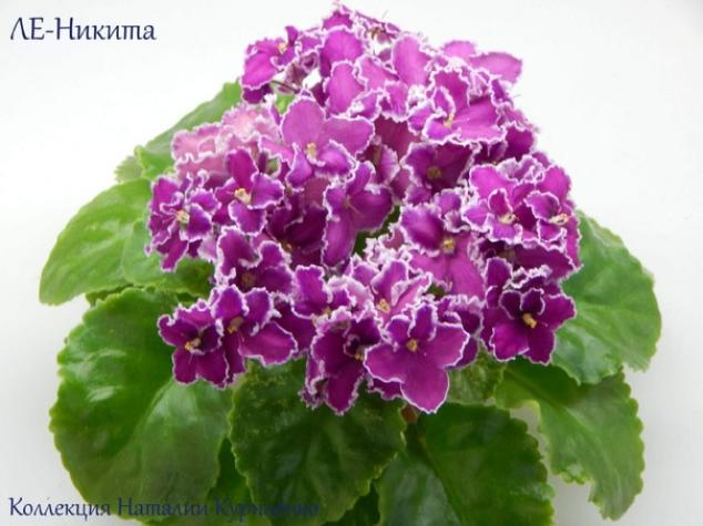 Фиалка ЛЕ-Никита 2