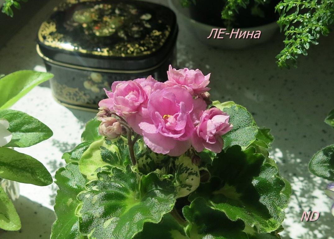 Фиалка ЛЕ-Нина 4