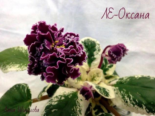 Фиалка ЛЕ-Оксана 5